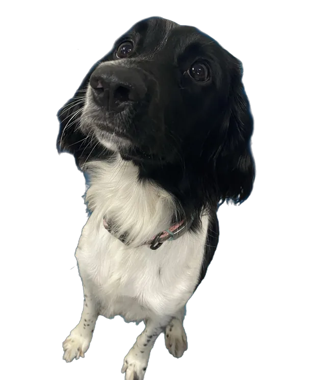 Olive the office dog